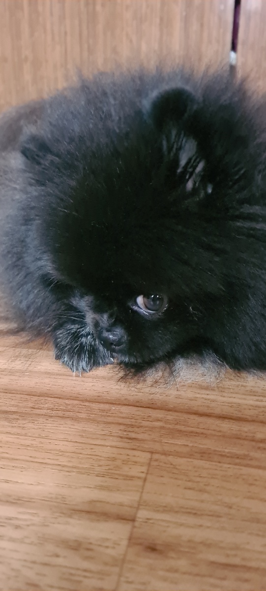 Моя любимка .