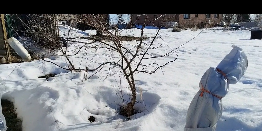 Важно провести первое опрыскивание сада в марте.