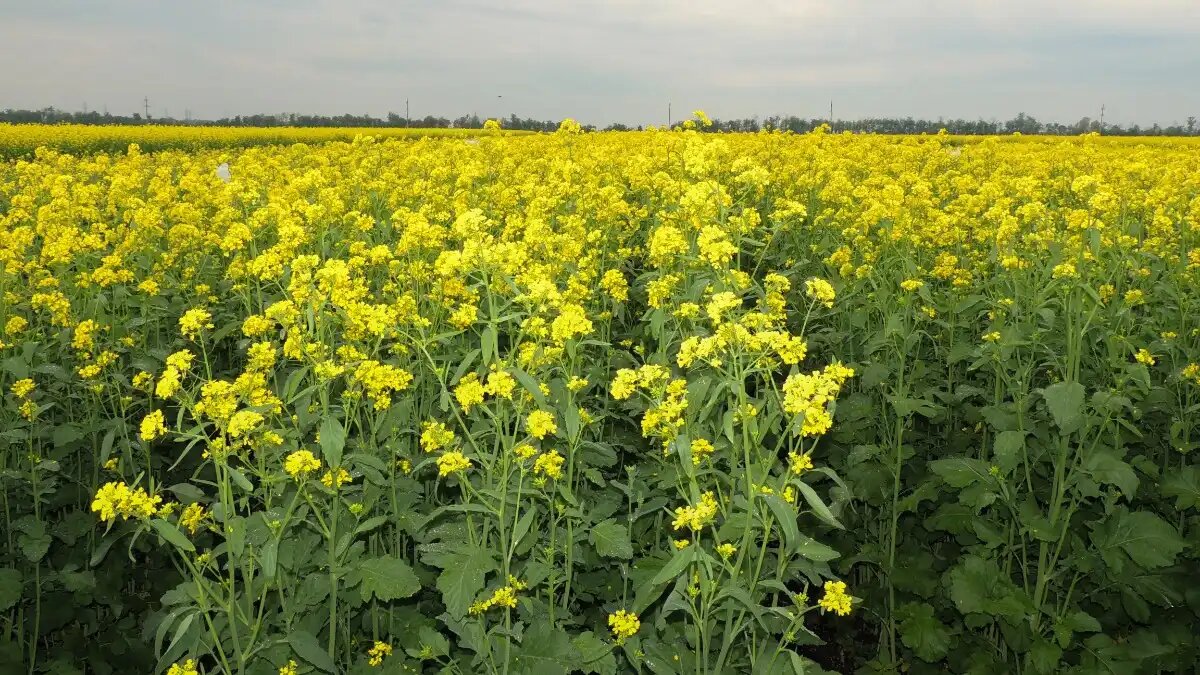 Фото: ВНИИМК
Рейтинг самых популярных сортов горчицы в России в 2025 году (на фото сорт ГОРЛИНКА от ВНИИМК)