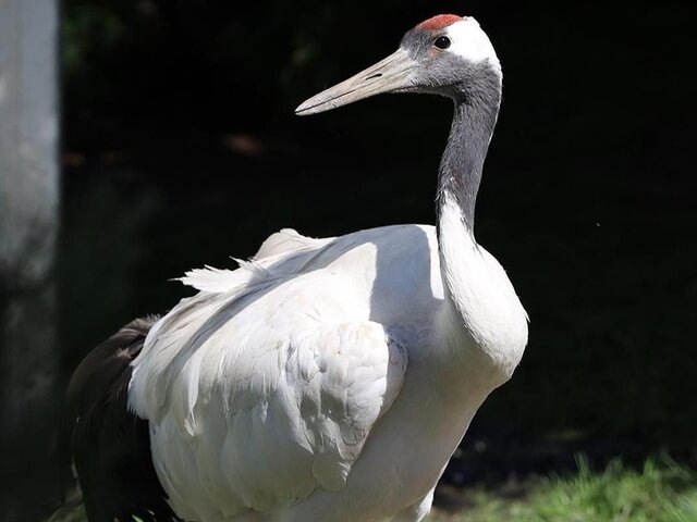    Фото: пресс-служба департамента культуры города Москвы