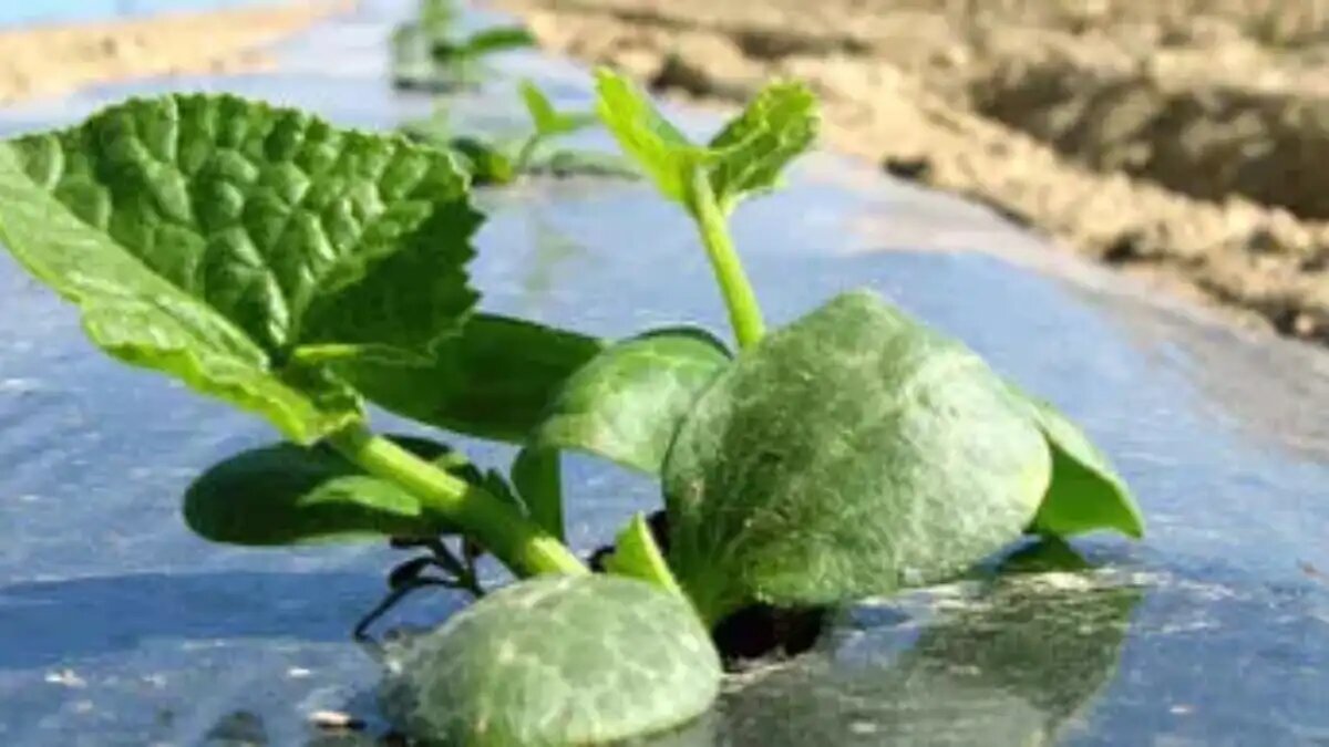 Фото:agrarfoto.com
Эта пленка защитит тыкву, но оставит микропластик в почве после использования