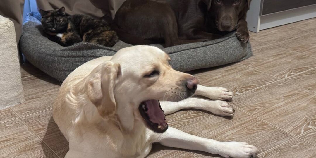 Утро в нашем доме: кто первый на завтрак, а кто любит понежиться? ☀️🐾