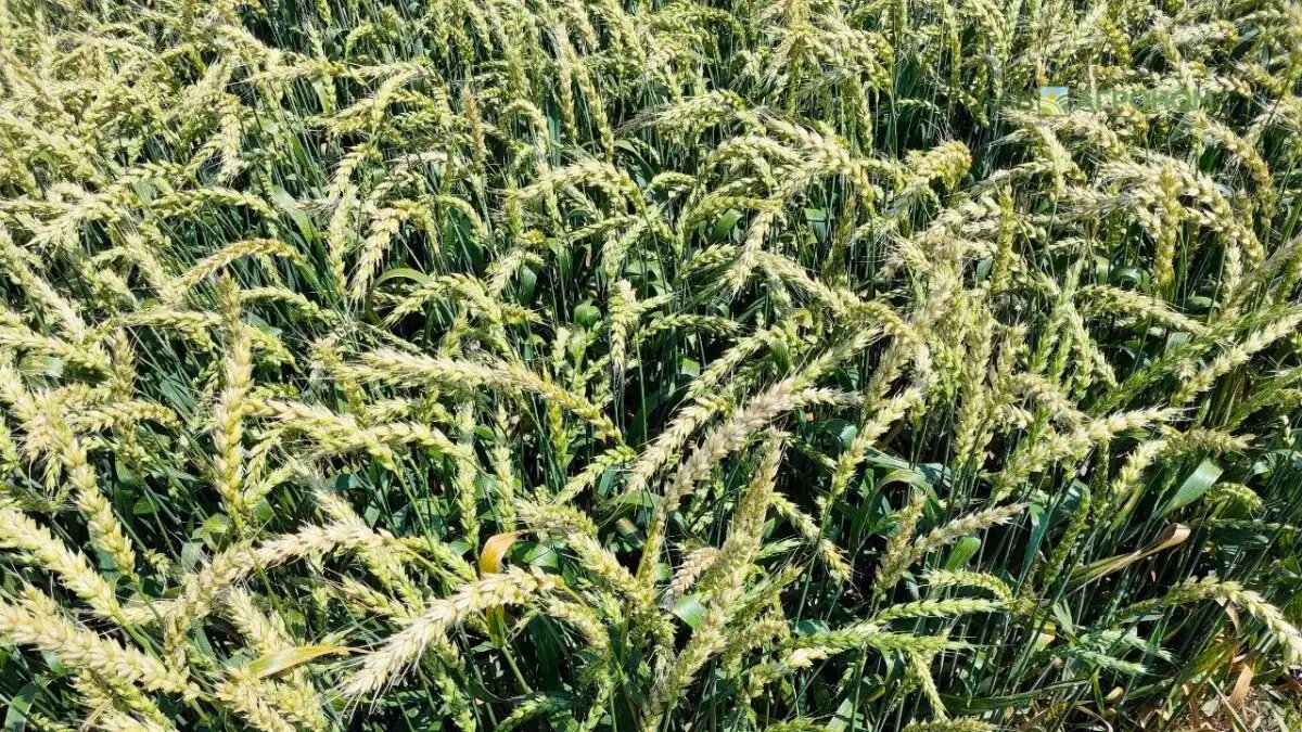 Фото:© Владимир Исаенко / Glavagronom.ru
Увеличение концентрации CO₂ в атмосфере на 1 промилле приводит к среднему увеличению урожайности озимой пшеницы на 0,55 %