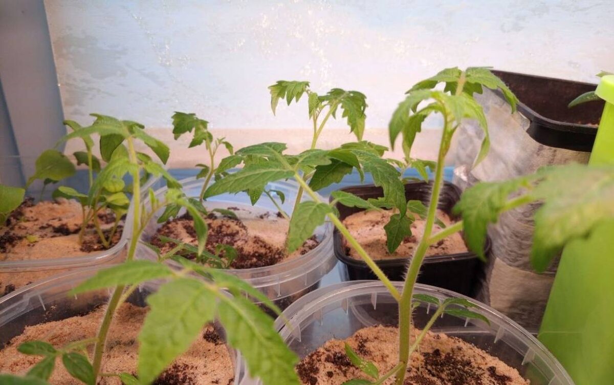    Нужно ли опылять помидоры на подоконнике? Ошибка, из-за которой нет урожая