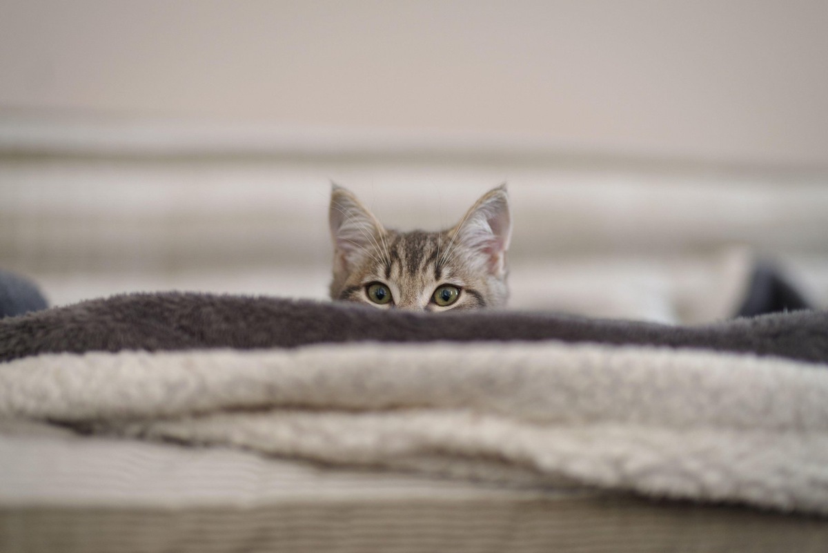    Активированный уголь кошкам дают при острых отравлениях