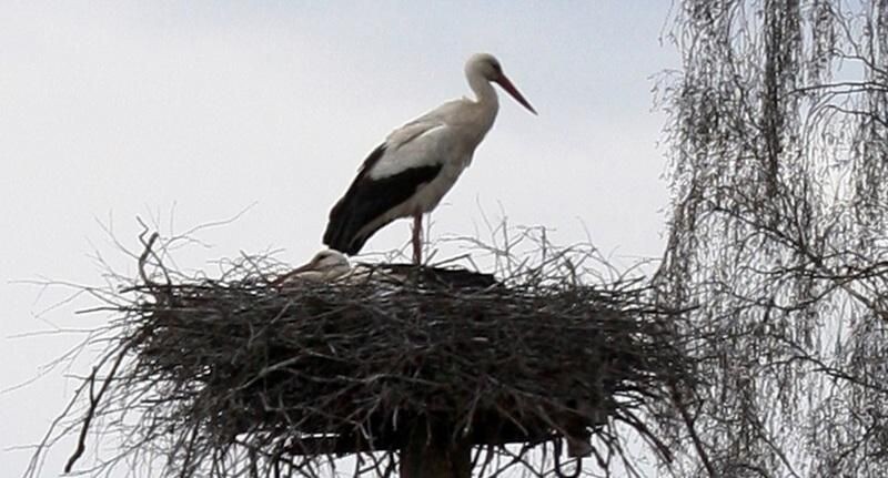    ПФ «Верховье»