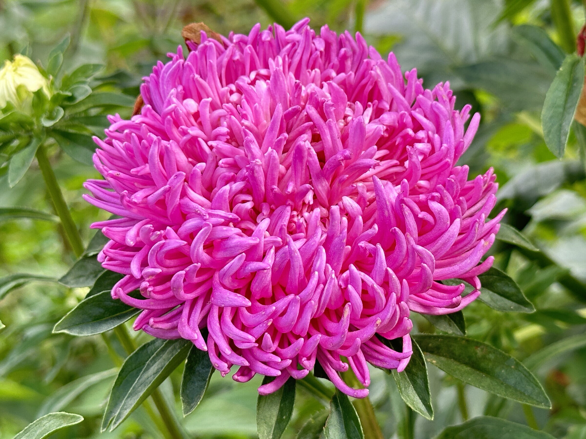 Портрет одной из своих астр привожу, просто потому что отчего не привести, пусть и лишний раз.