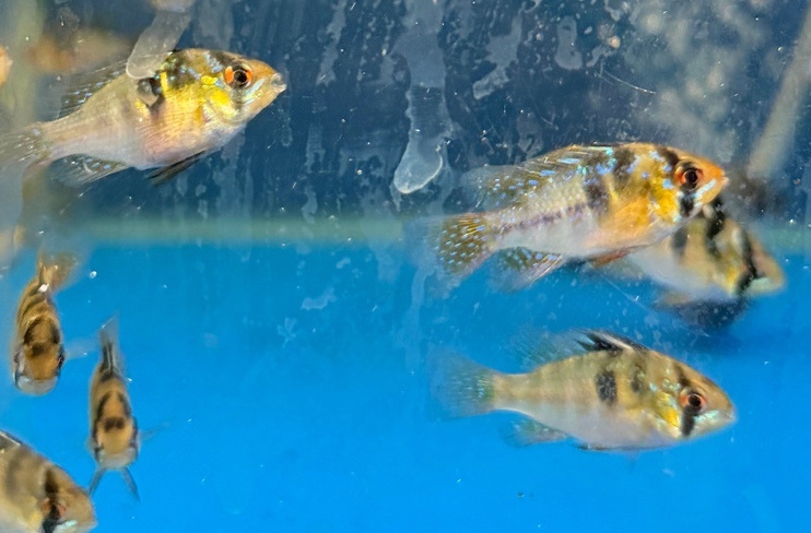 Раз уж астру привел, пусть и апистограмма будет - чтобы представлять себе, о чем/о ком речь.