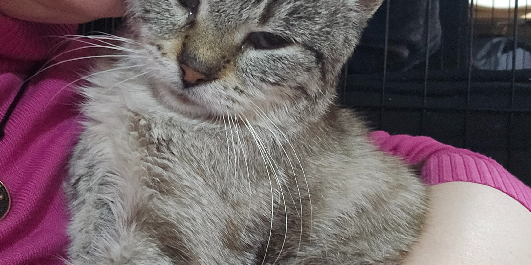 Помогите. Помогите жить КотЬ.