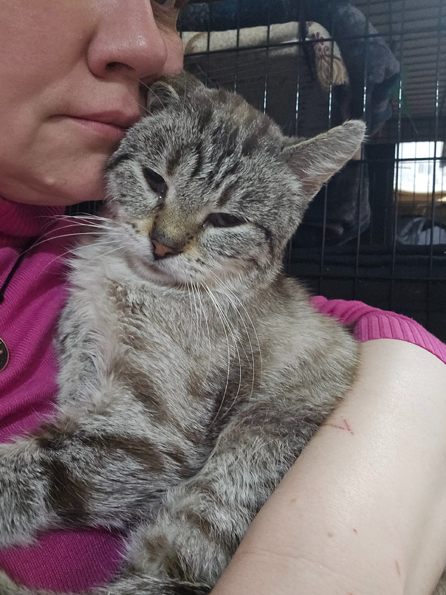 Фото автора. КотЬ оооооочень хочет жить. Помогите спасти его маленькую жизнь с большим желанием жить.