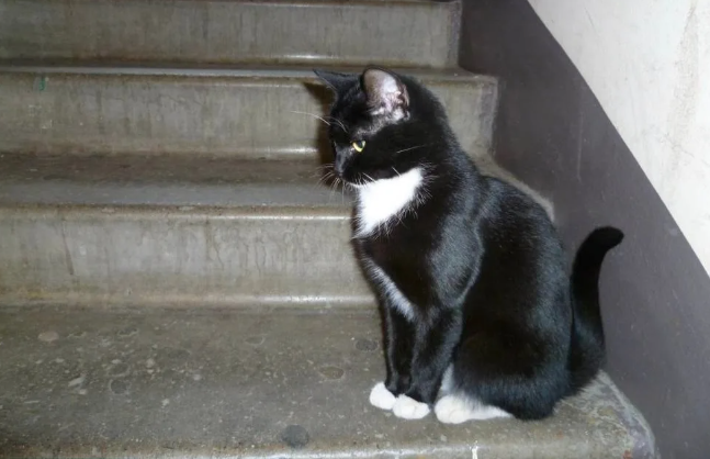 "Кошка ломится в подъезд, как только откроешь дверь" — отучаем её от этой опасной привычки