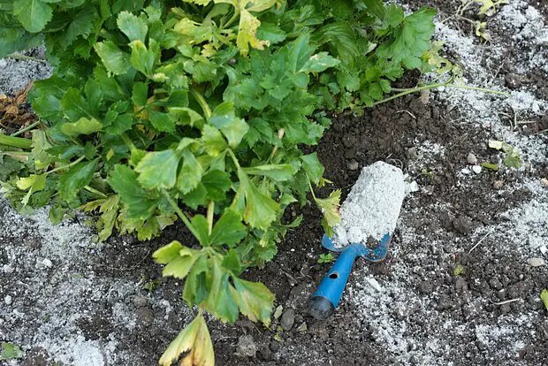    Источник: lenta.ru/ Виктория Короткова