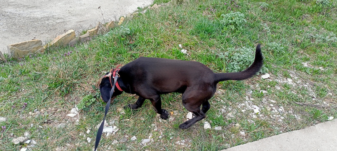 Тоник. Моя веселая собака