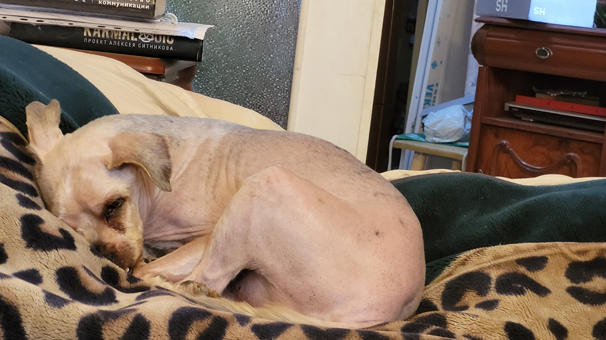 Стриженный Марселька.