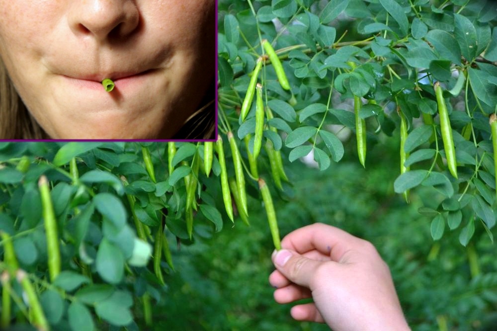Фото с просторов всемирной паутины.