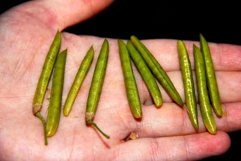 Фото с просторов всемирной паутины.