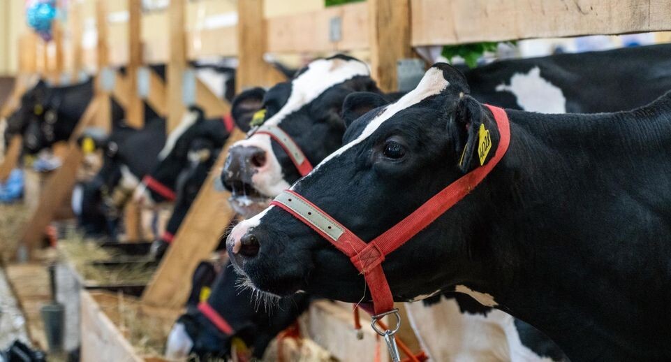    медиасток.рф