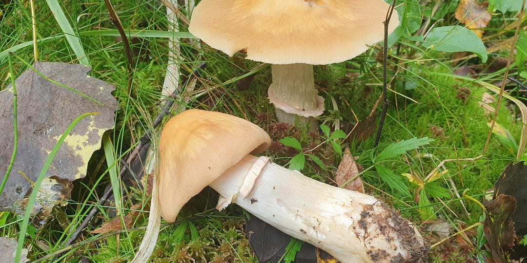 Колпак кольчатый (Cortinarius caperatus)