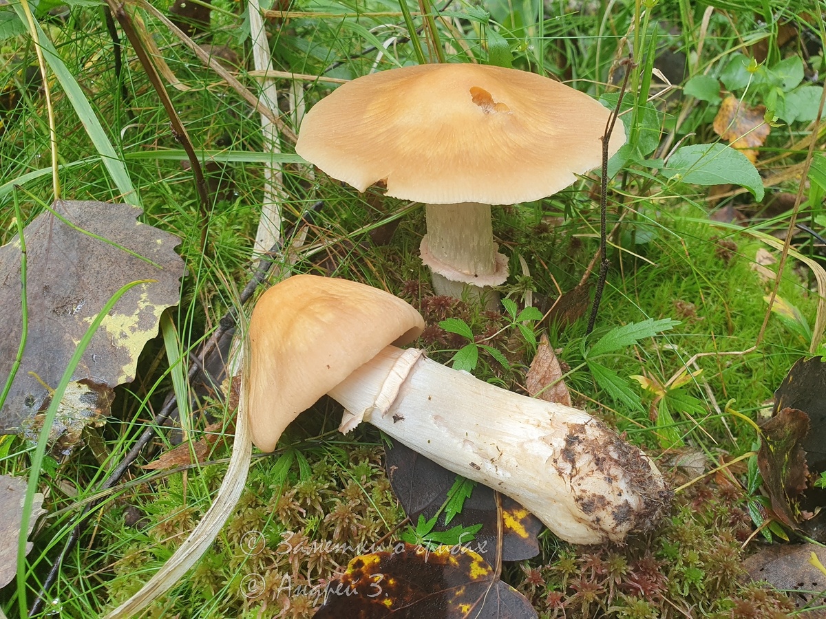 Колпак кольчатый (Cortinarius caperatus). Фото автора 30.08.2025