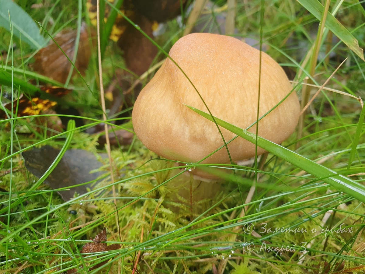 Колпак кольчатый (Cortinarius caperatus). Фото автора 30.08.2025