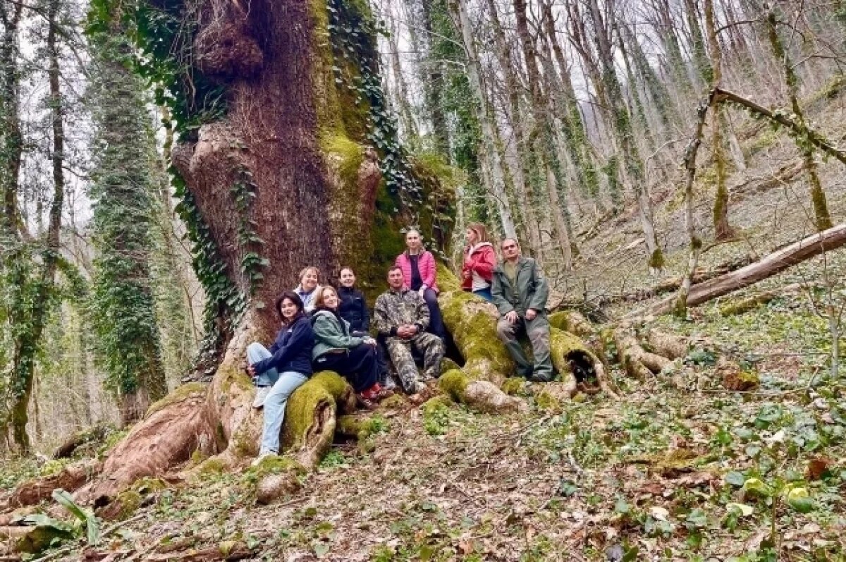    Уникальный царь—дуб возрастом более 500 лет растет в заповеднике Сочи