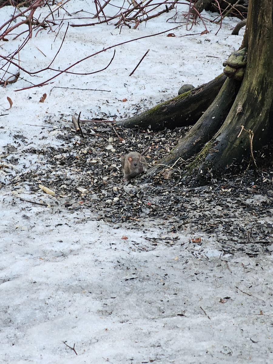 не только птицы приходят лакомится семечками