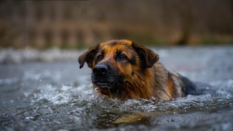 Собака по имени Джесси переплывала реку, но обессилила. Но спасли её местные рыбаки. А собака отблагодарила когда это было необходимо
