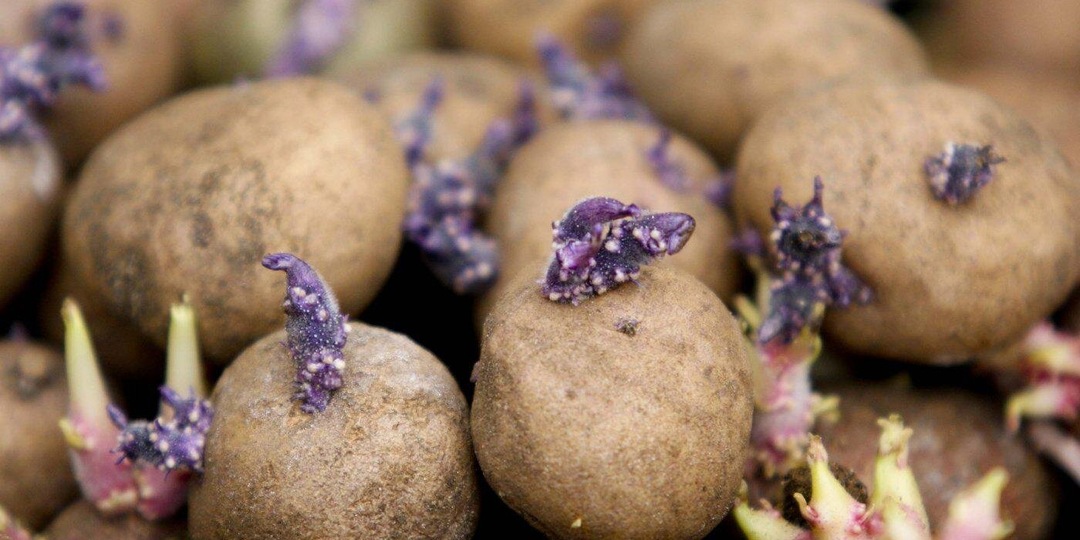 Начинаю проращивать картофель: показываю, что я делаю чтобы у картофеля проросло как можно больше глазков