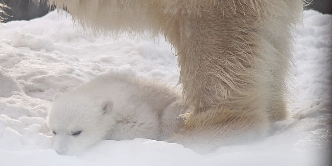Всем привет от Герды и её малыша