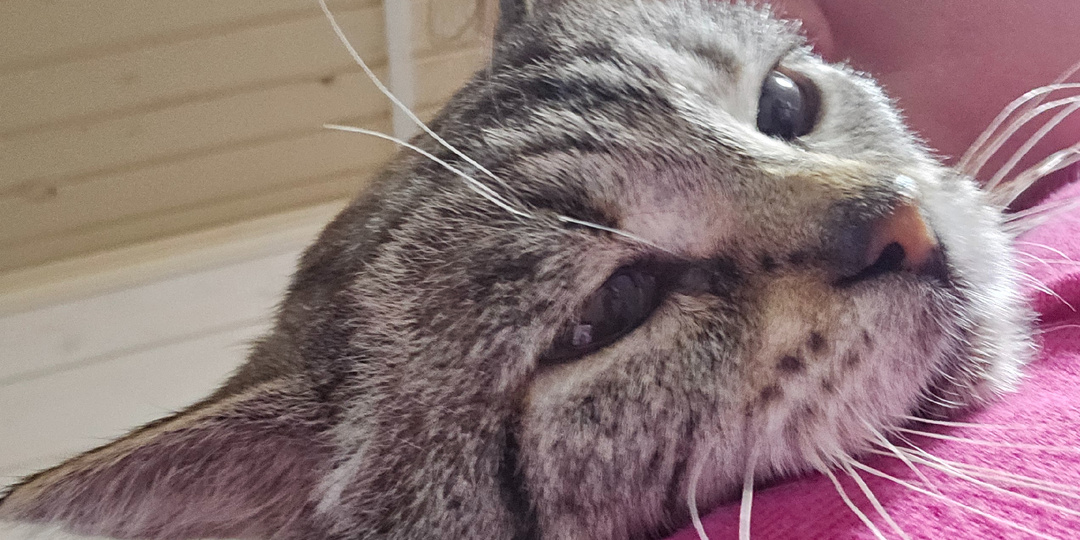 «Мама, я так хочу жить…» КотЬ