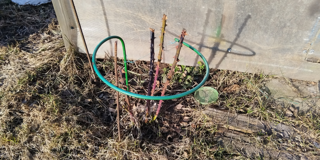 Уход за розами: конец марта — начало апреля.