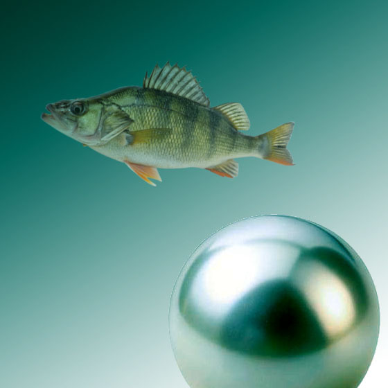 Окунь и жемчужина