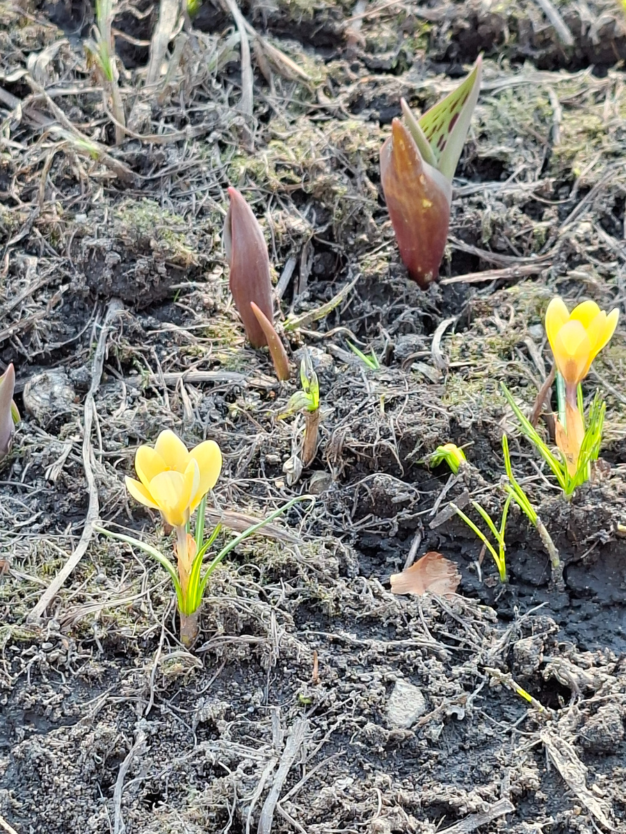 ...и снова прорастет трава...