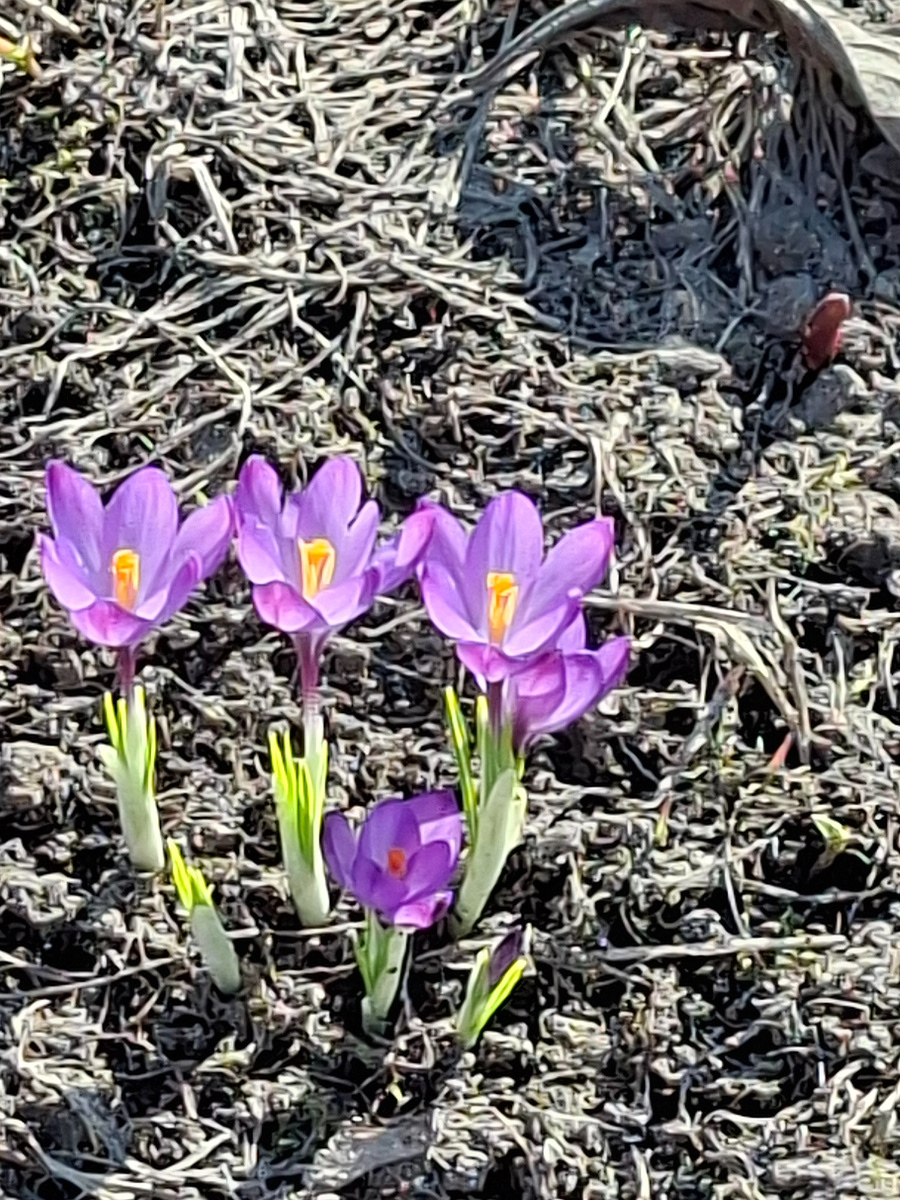 ...сквозь все преграды и напасти...