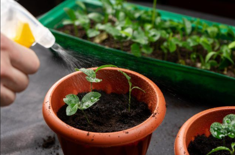 Полив не каждый день 