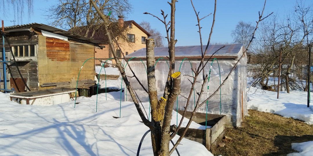 Уход за грушей весной после зимы.