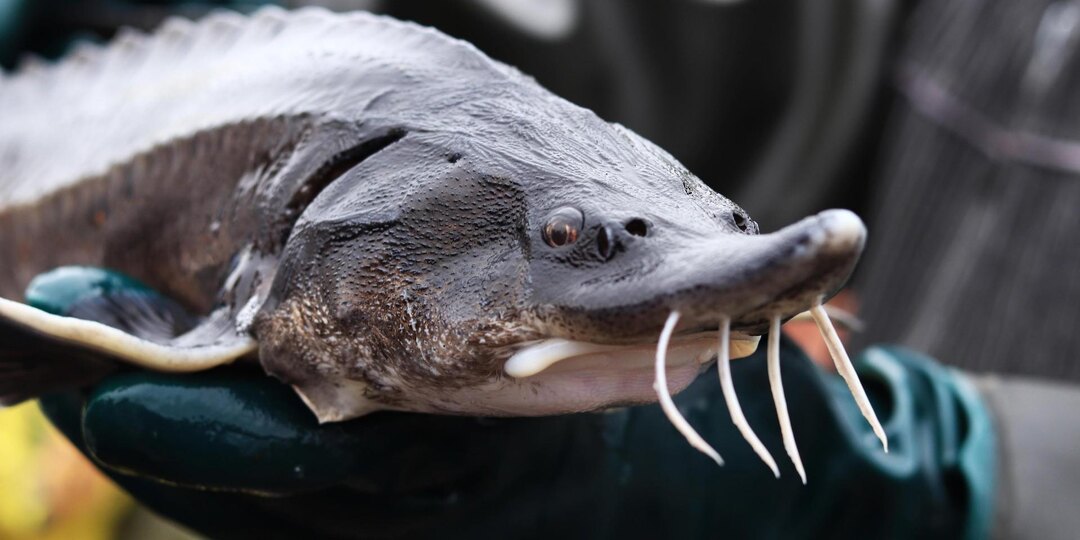 В Азовском море планируют добывать до 1500 тонн осетрины в год