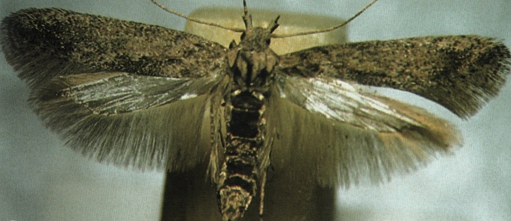 Та самая моль.