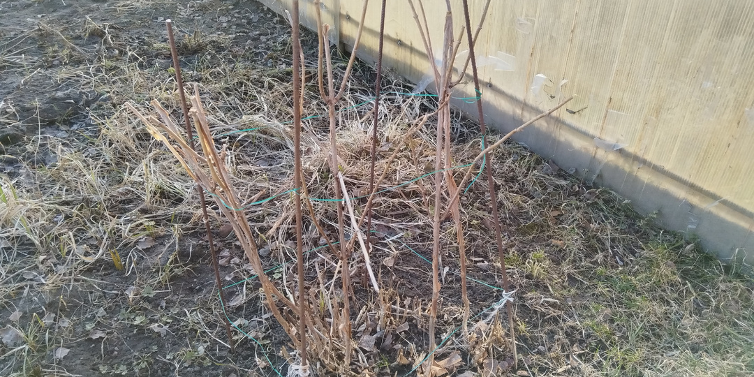 В марте уход за гортензией.