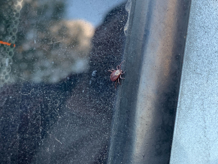 Роспотребнадзор: число укусов клещей в России втрое меньше, чем в прошлом году