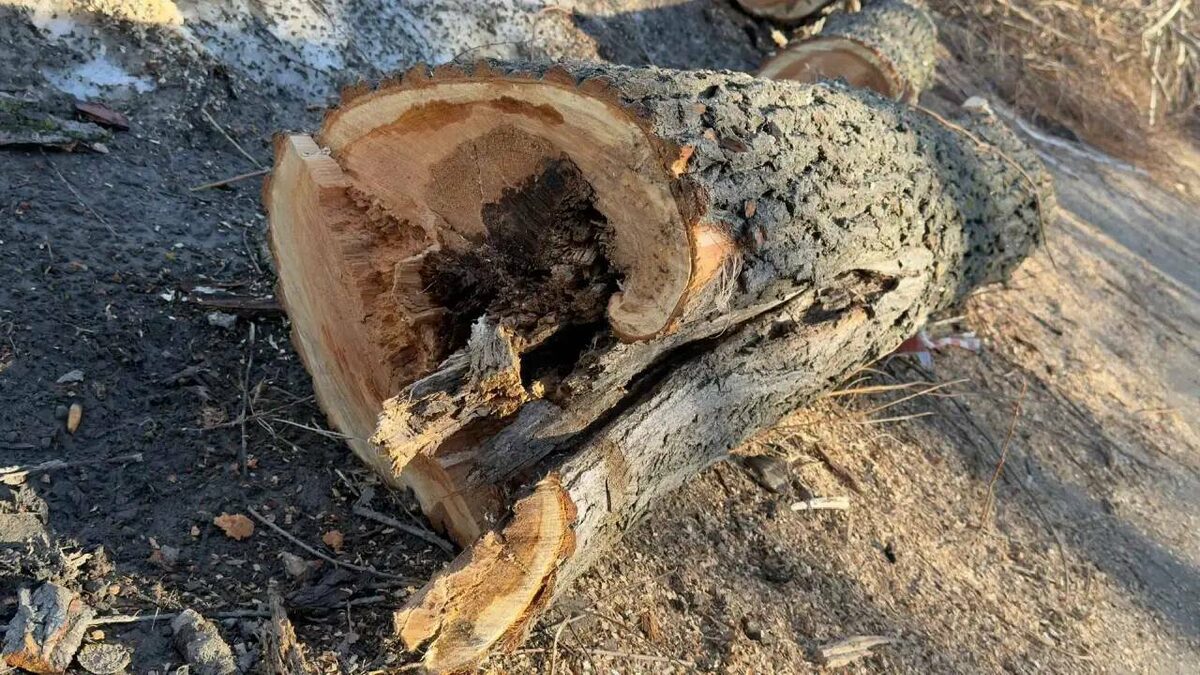 Фото: t.me/kvb_kzn