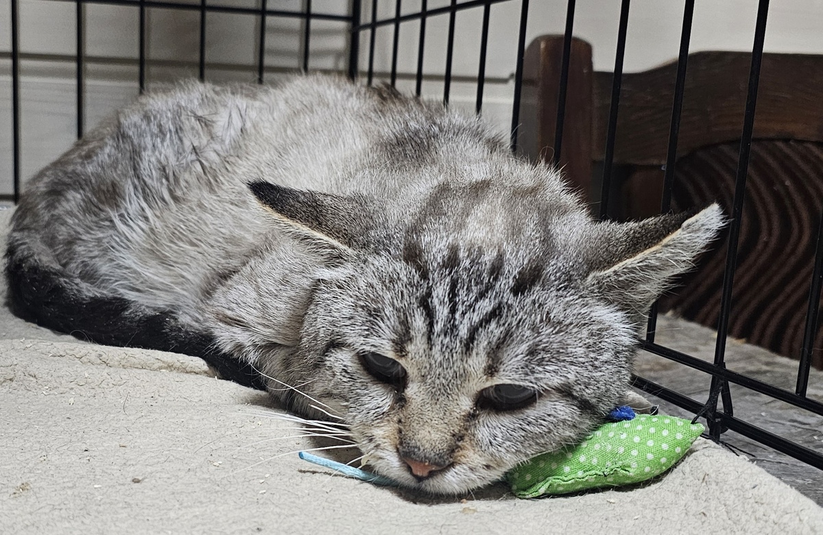 Фото автора. Помогите спасти жизнь КотЯ.