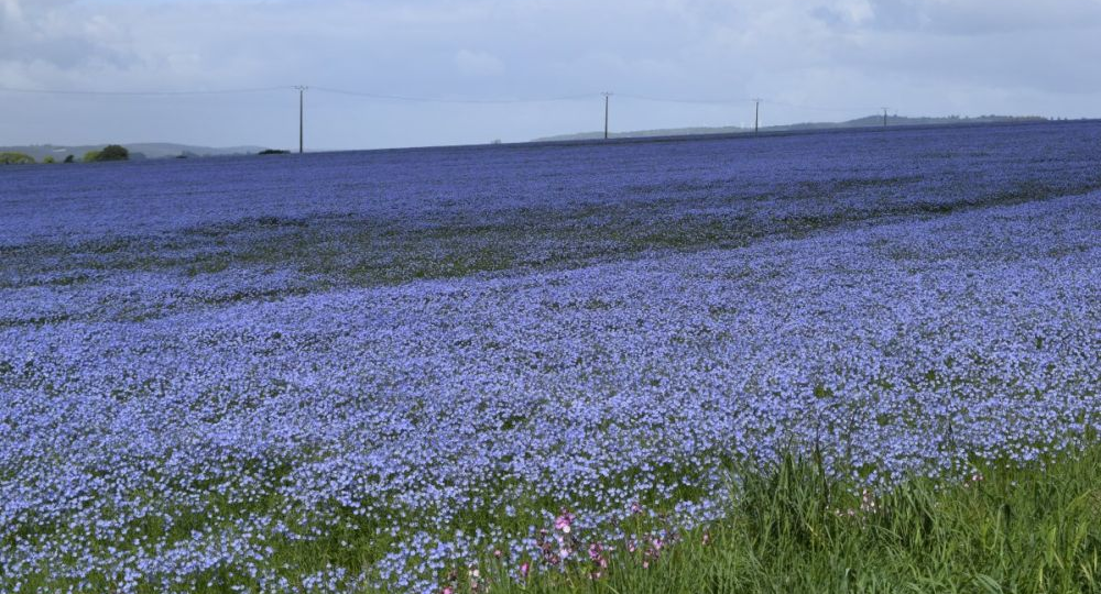 Куда делись льняные поля и заводы в России