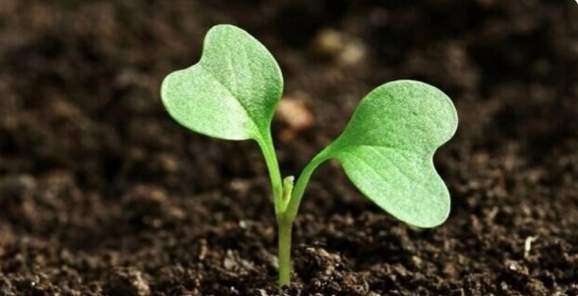 Что и когда сажать на рассаду в апреле 2026 года: Лунный календарь посева для овощей, цветов и ягод