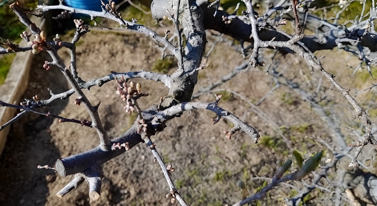 Что и когда сажать на рассаду в апреле 2026 года: Лунный календарь посева для овощей, цветов и ягод. Фото автора