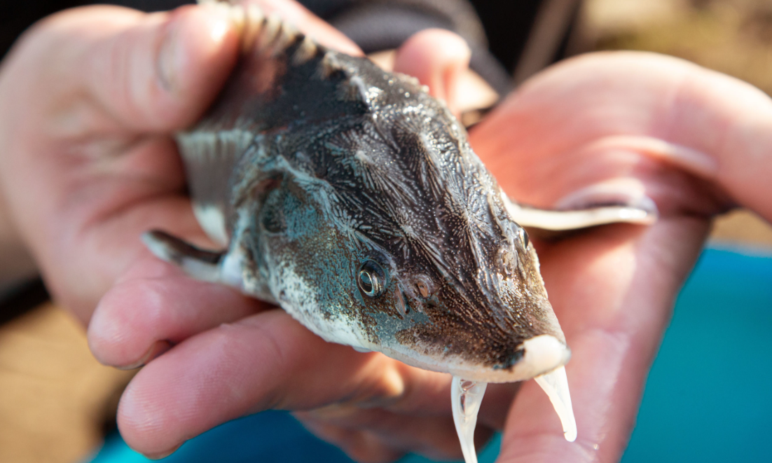 Фото принадлежит https://xn----7sbbcqeamm2ax1afi9b1h.xn--p1ai/product/bester-malek-15-20-gr/