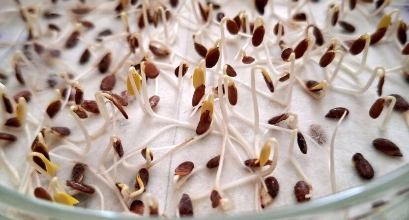    ФГБУ «Россельхозцентр» по Московской области