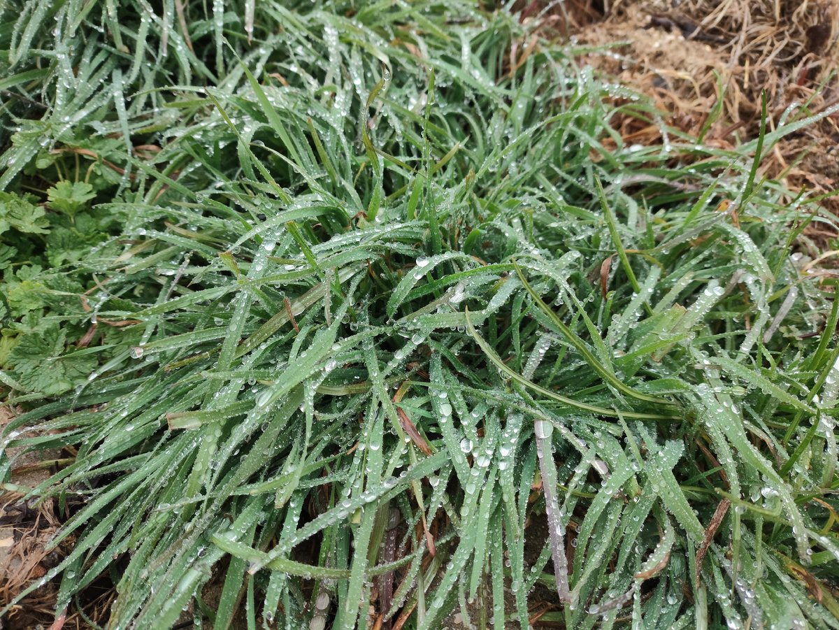 Очень красиво капли на траве блестят