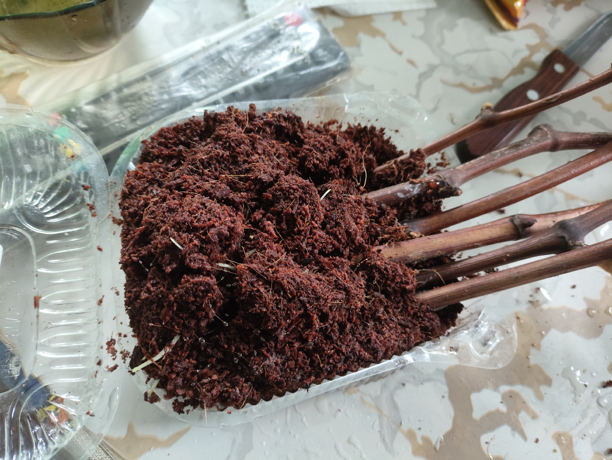 Аж субстрат весь вздулся