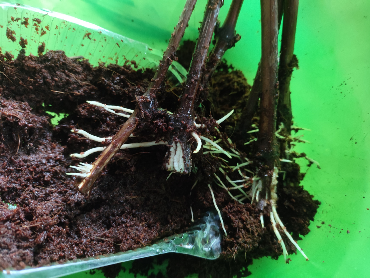 Шикарные корни!